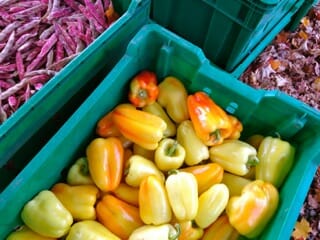 fall peppers